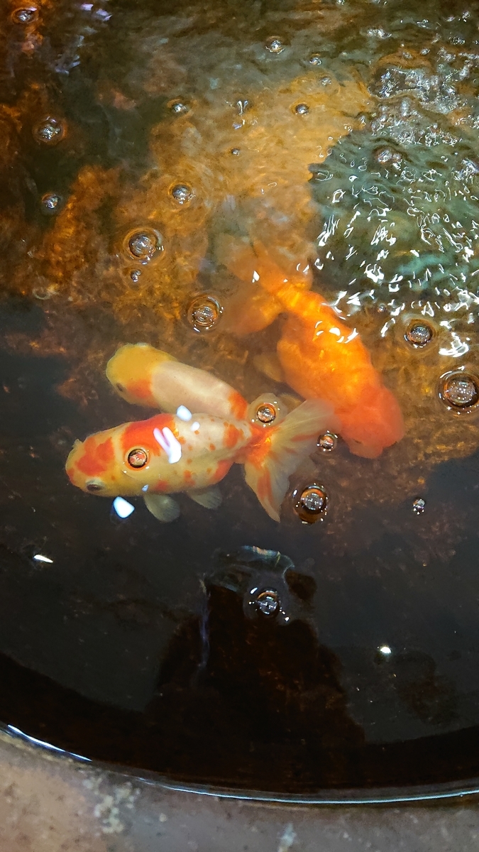 f:id:funaosarasa:20200807141130j:plain f:id:funaosarasa:20200807141130j:plain