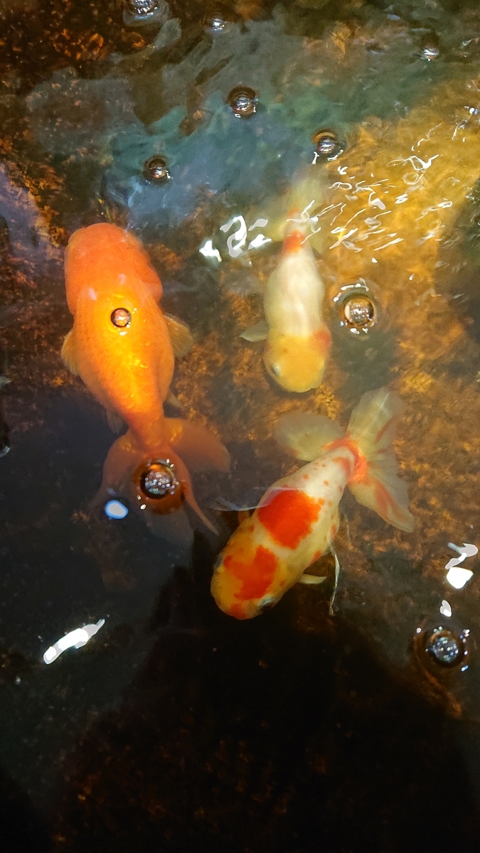 f:id:funaosarasa:20200807141212j:plain f:id:funaosarasa:20200807141212j:plain