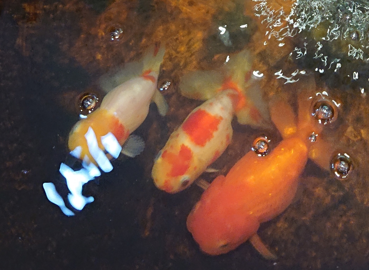 f:id:funaosarasa:20200807141445j:plain f:id:funaosarasa:20200807141445j:plain