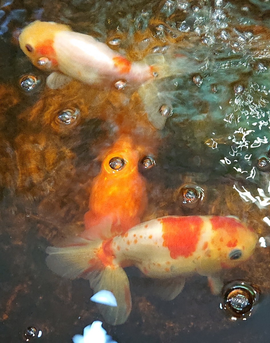 f:id:funaosarasa:20200807141606j:plain f:id:funaosarasa:20200807141606j:plain