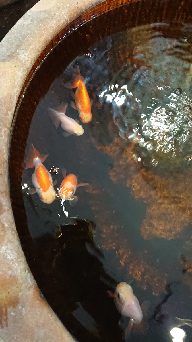 f:id:funaosarasa:20200807142458j:plain f:id:funaosarasa:20200807142458j:plain