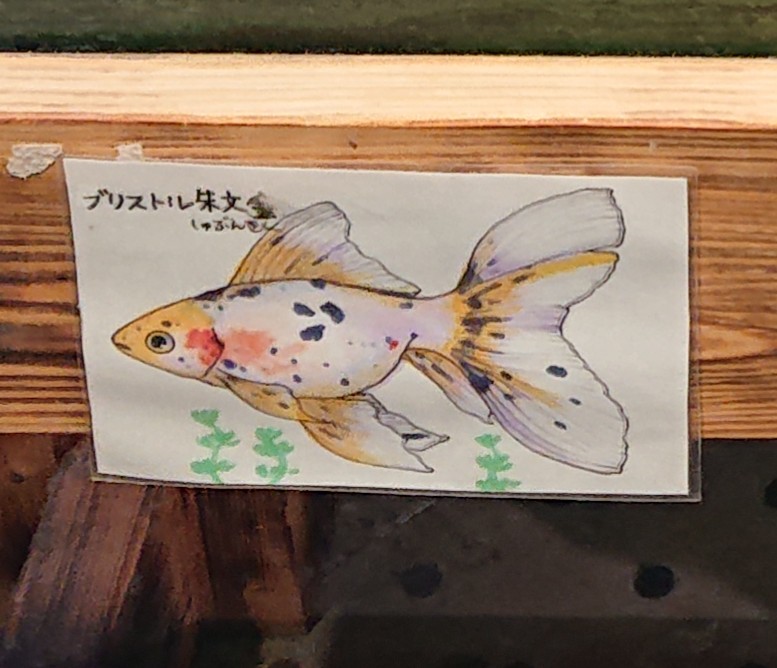 f:id:funaosarasa:20200807220734j:plain