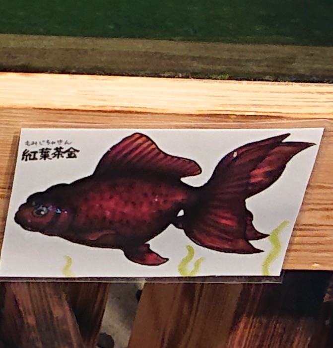 f:id:funaosarasa:20200807223347j:plain