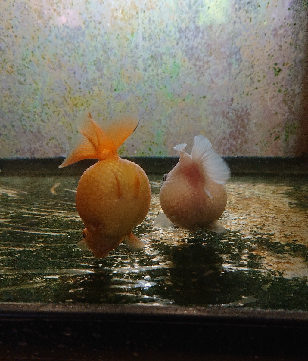 ちょうちんパール ピンポンパール すくい金魚 ちょうちんパール ピンポンパール すくい金魚