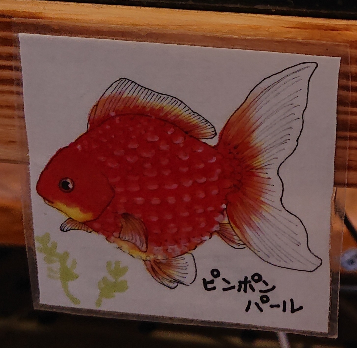 ちょうちんパール ピンポンパール すくい金魚 ちょうちんパール ピンポンパール すくい金魚