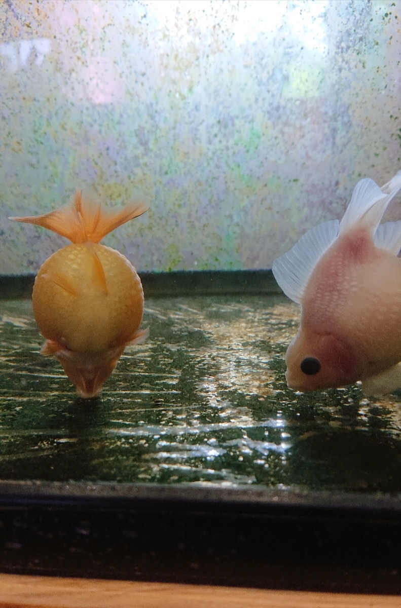 ちょうちんパール ピンポンパール すくい金魚 ちょうちんパール ピンポンパール すくい金魚