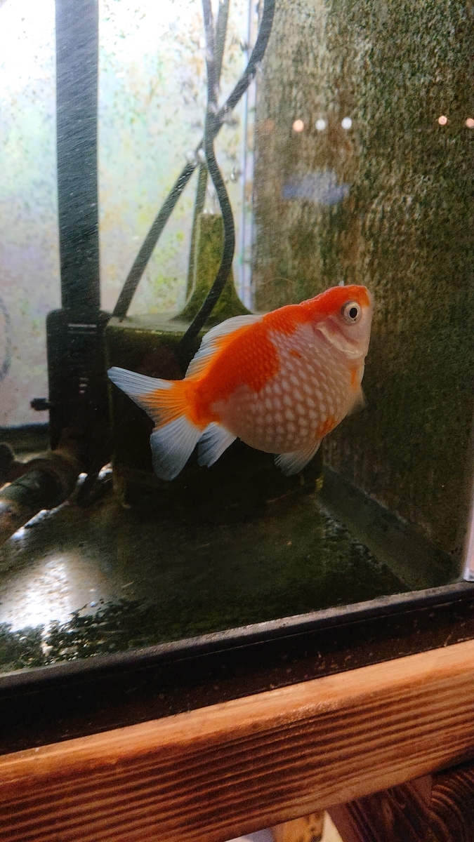 f:id:funaosarasa:20200809161112j:plain f:id:funaosarasa:20200809161112j:plain