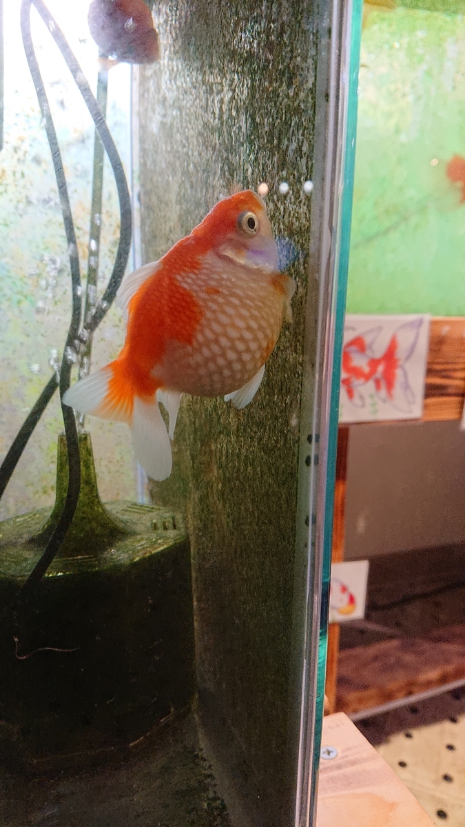 f:id:funaosarasa:20200809161151j:plain f:id:funaosarasa:20200809161151j:plain