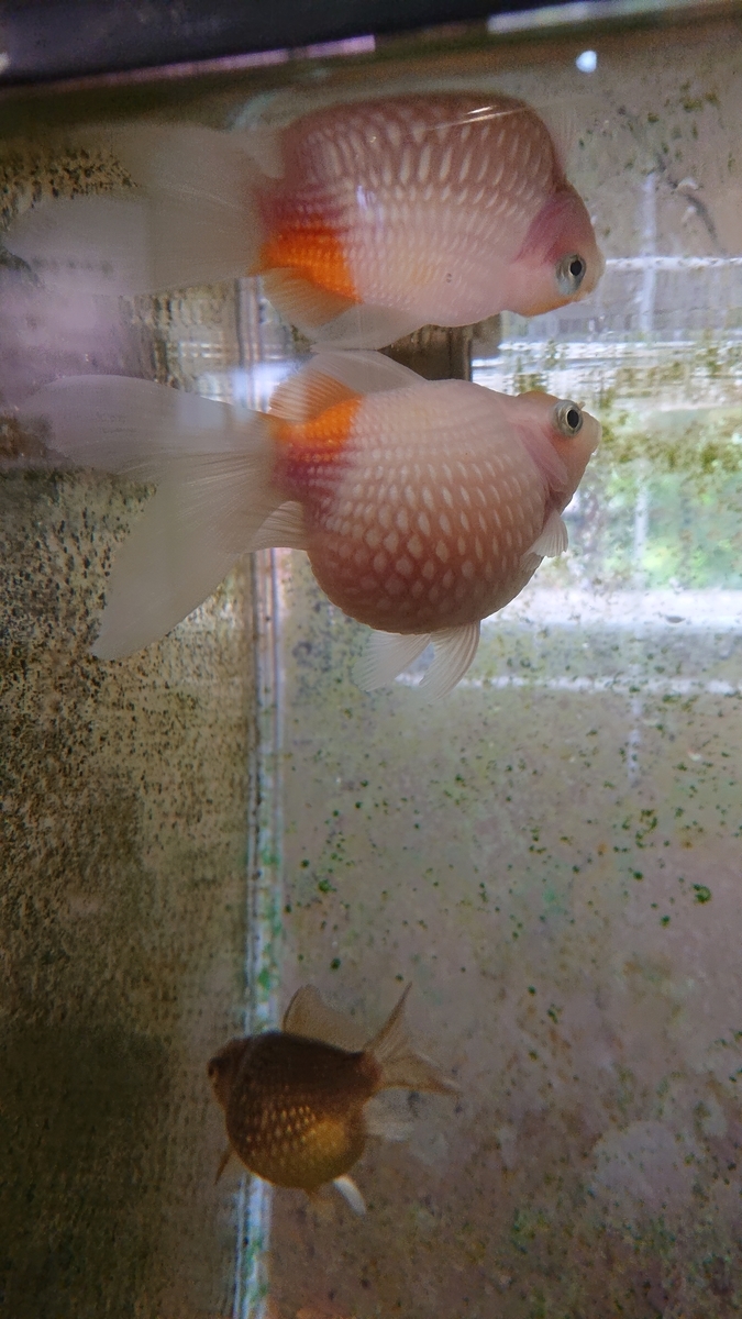 f:id:funaosarasa:20200809162347j:plain f:id:funaosarasa:20200809162347j:plain