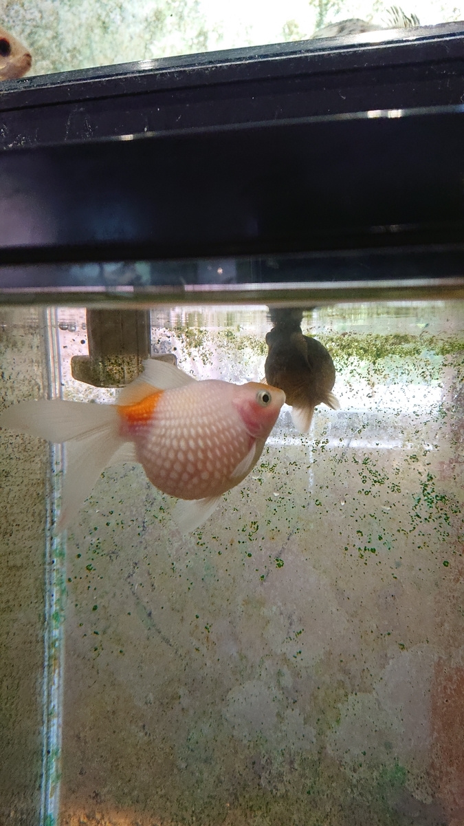 f:id:funaosarasa:20200809162541j:plain f:id:funaosarasa:20200809162541j:plain