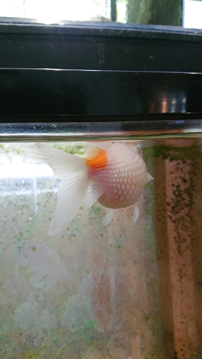 f:id:funaosarasa:20200809162805j:plain f:id:funaosarasa:20200809162805j:plain