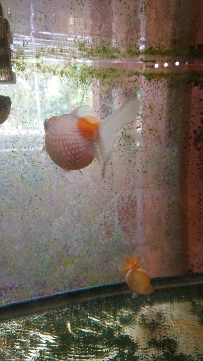 f:id:funaosarasa:20200809162855j:plain f:id:funaosarasa:20200809162855j:plain