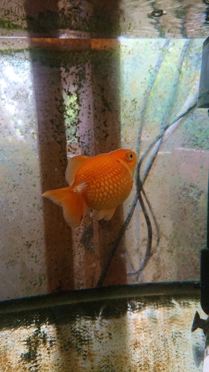 f:id:funaosarasa:20200809164519j:plain f:id:funaosarasa:20200809164519j:plain