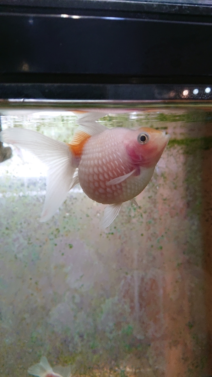 f:id:funaosarasa:20200809164611j:plain f:id:funaosarasa:20200809164611j:plain