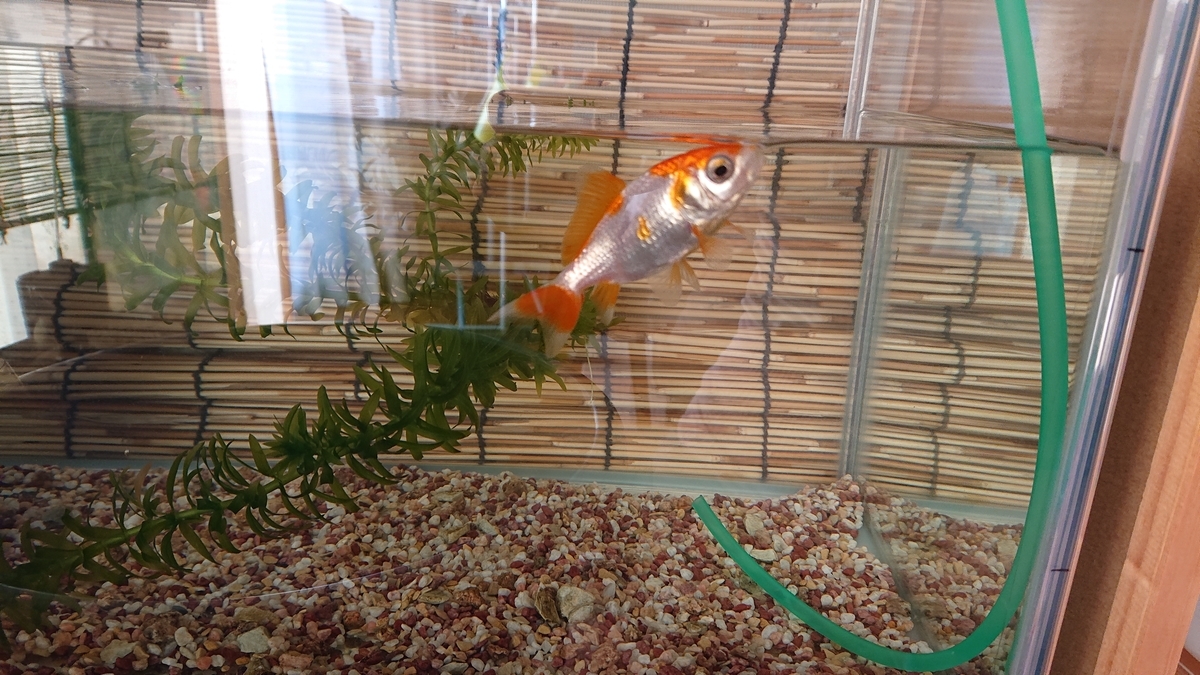 f:id:funaosarasa:20200811145115j:plain f:id:funaosarasa:20200811145115j:plain