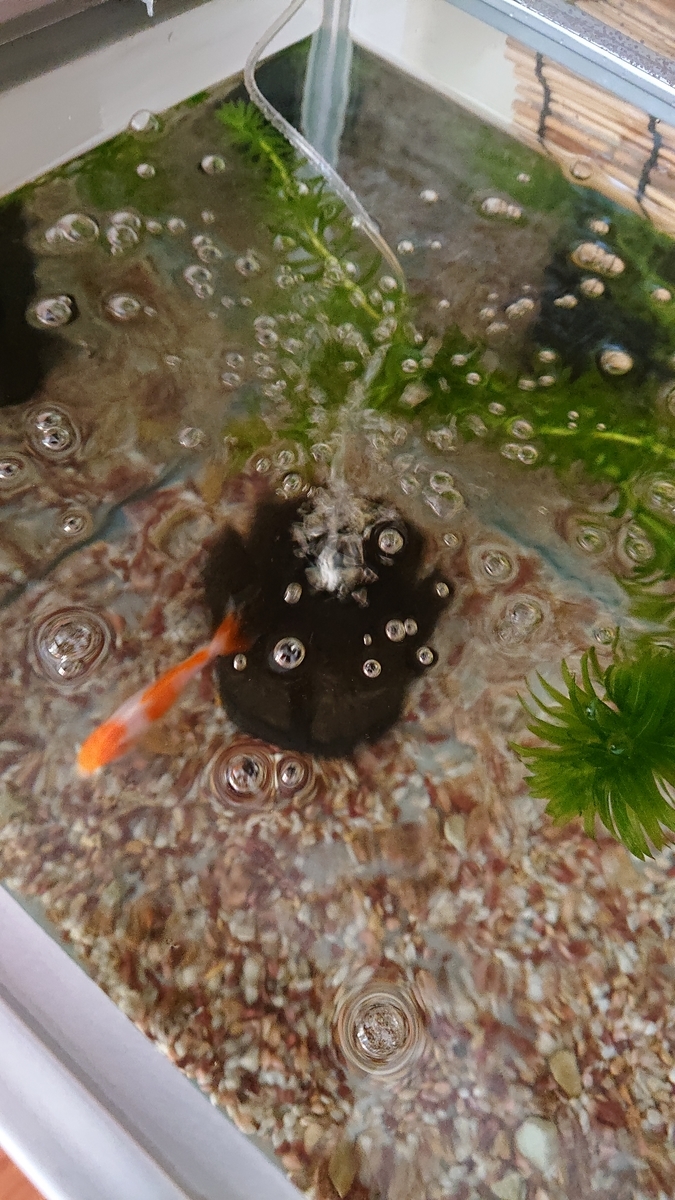 f:id:funaosarasa:20200811145236j:plain f:id:funaosarasa:20200811145236j:plain