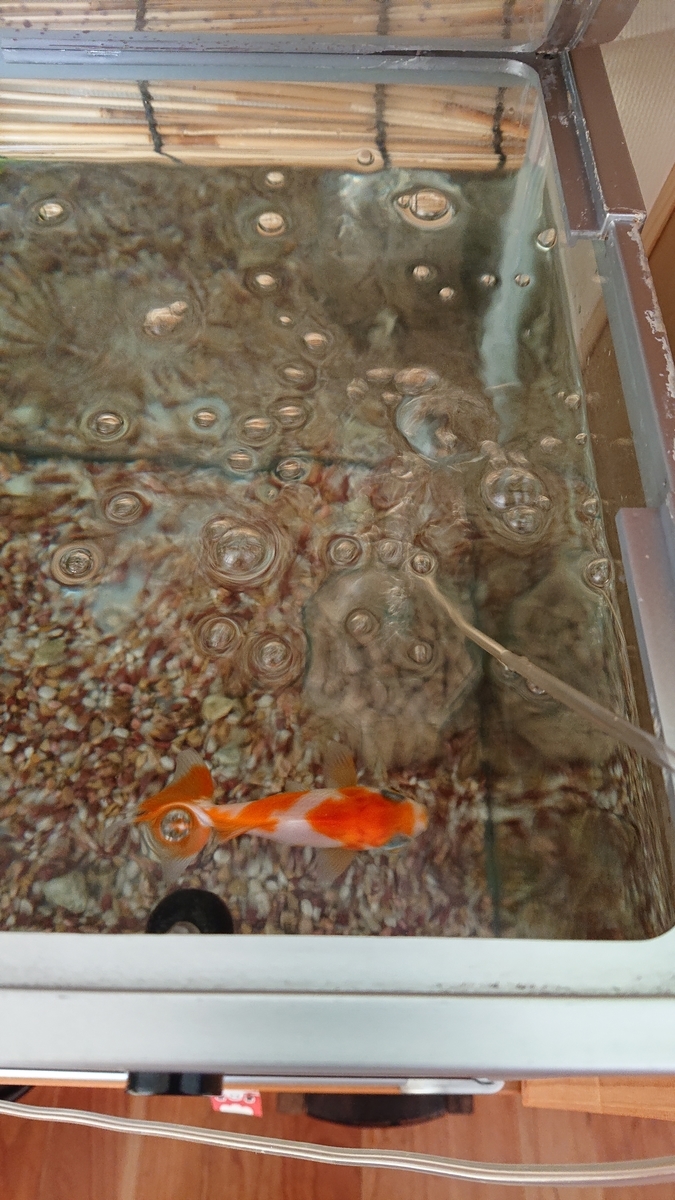 f:id:funaosarasa:20200811145340j:plain f:id:funaosarasa:20200811145340j:plain