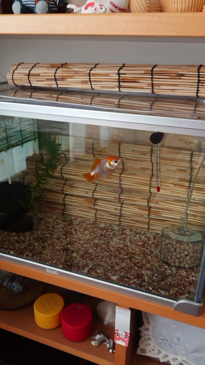 f:id:funaosarasa:20200811145838j:plain f:id:funaosarasa:20200811145838j:plain