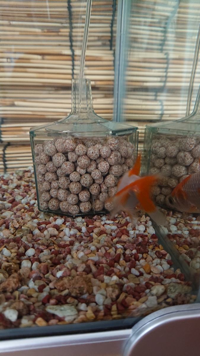 f:id:funaosarasa:20200811150025j:plain f:id:funaosarasa:20200811150025j:plain