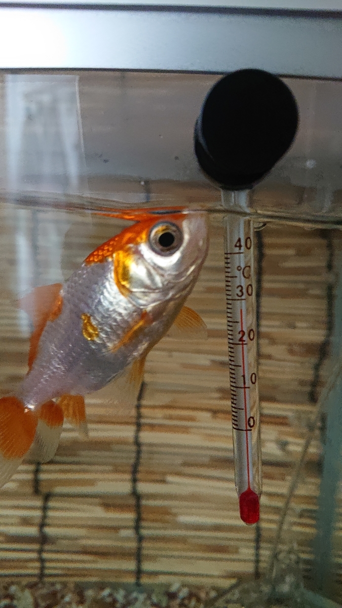 f:id:funaosarasa:20200811150259j:plain f:id:funaosarasa:20200811150259j:plain