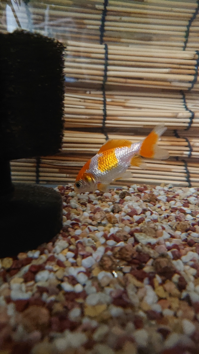 f:id:funaosarasa:20200811150622j:plain f:id:funaosarasa:20200811150622j:plain