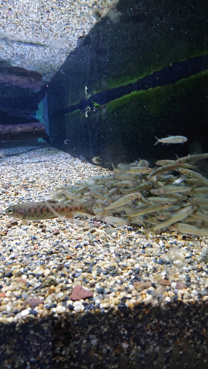 f:id:funaosarasa:20200815143207j:plain f:id:funaosarasa:20200815143207j:plain