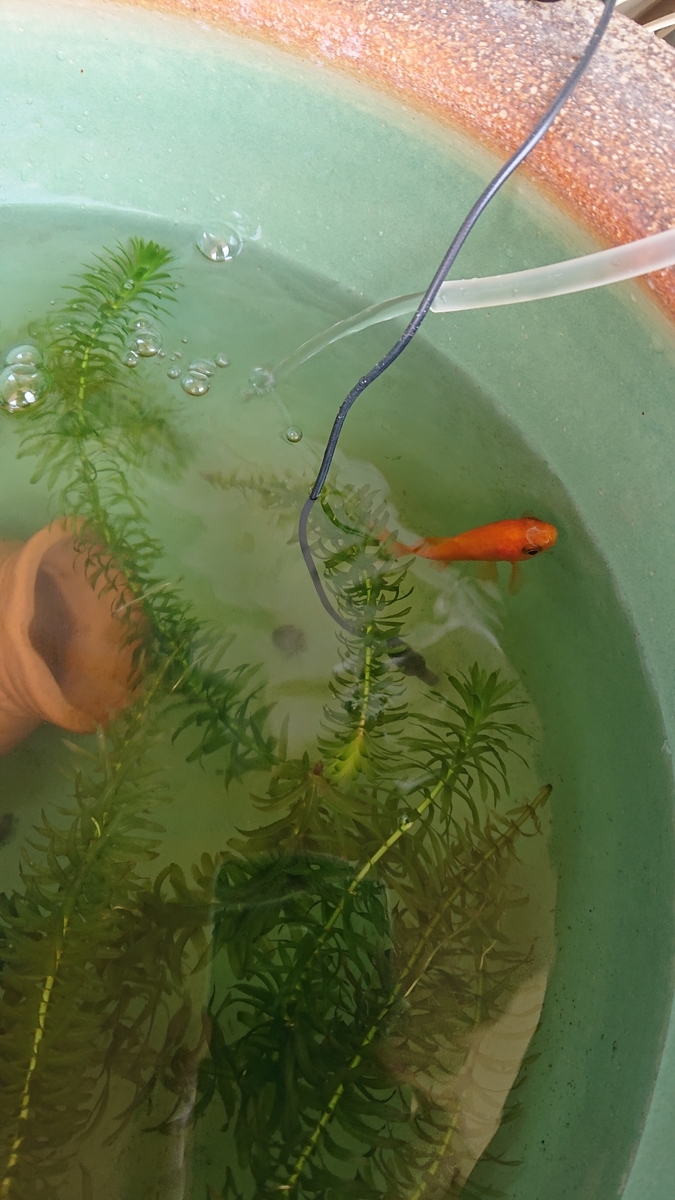 f:id:funaosarasa:20200825113201j:plain f:id:funaosarasa:20200825113201j:plain