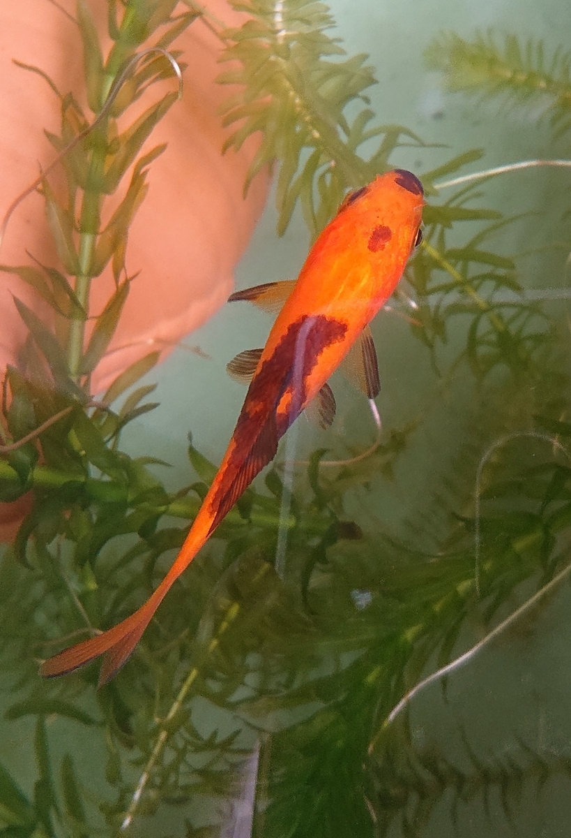 f:id:funaosarasa:20200826110535j:plain f:id:funaosarasa:20200826110535j:plain