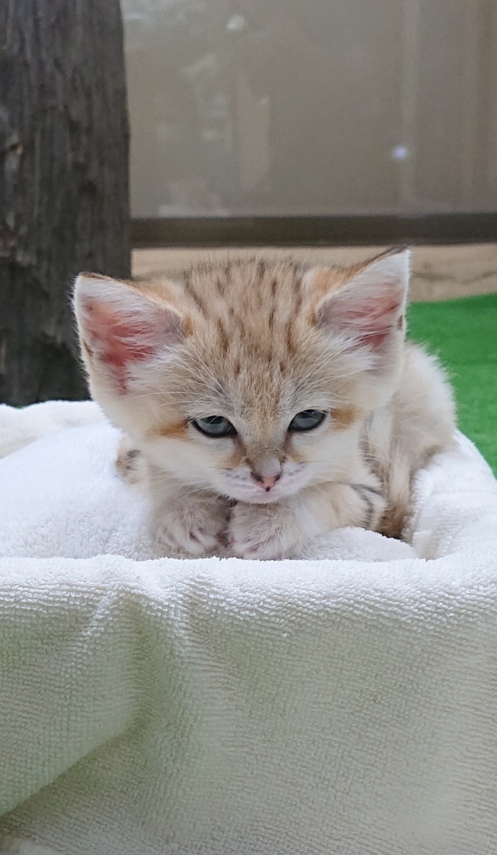 f:id:funaosarasa:20200829160437j:plain f:id:funaosarasa:20200829160437j:plain