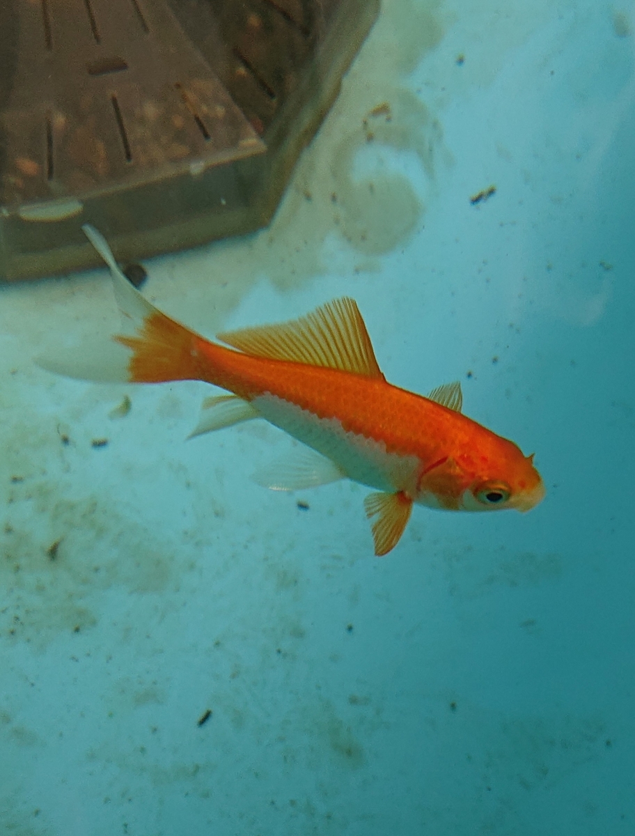 f:id:funaosarasa:20200831180111j:plain f:id:funaosarasa:20200831180111j:plain