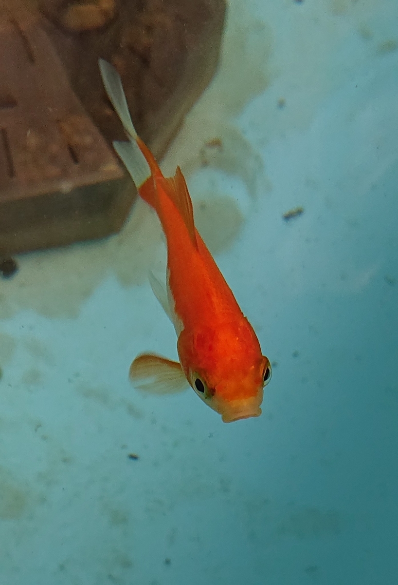 f:id:funaosarasa:20200831181146j:plain f:id:funaosarasa:20200831181146j:plain