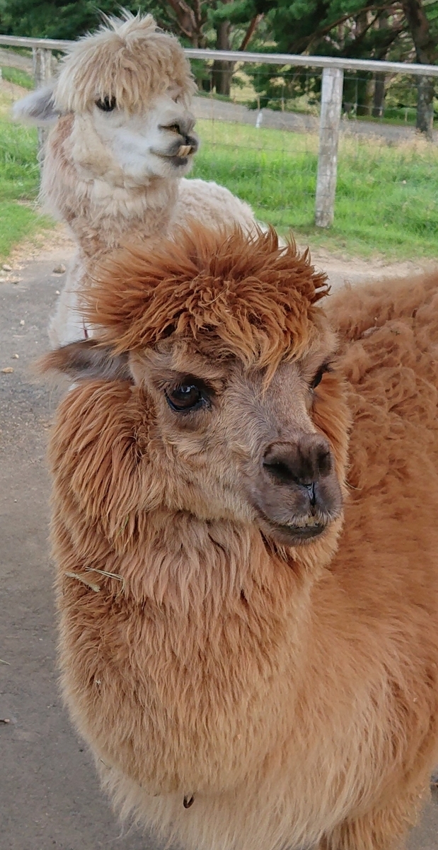 f:id:funaosarasa:20200904144854j:plain