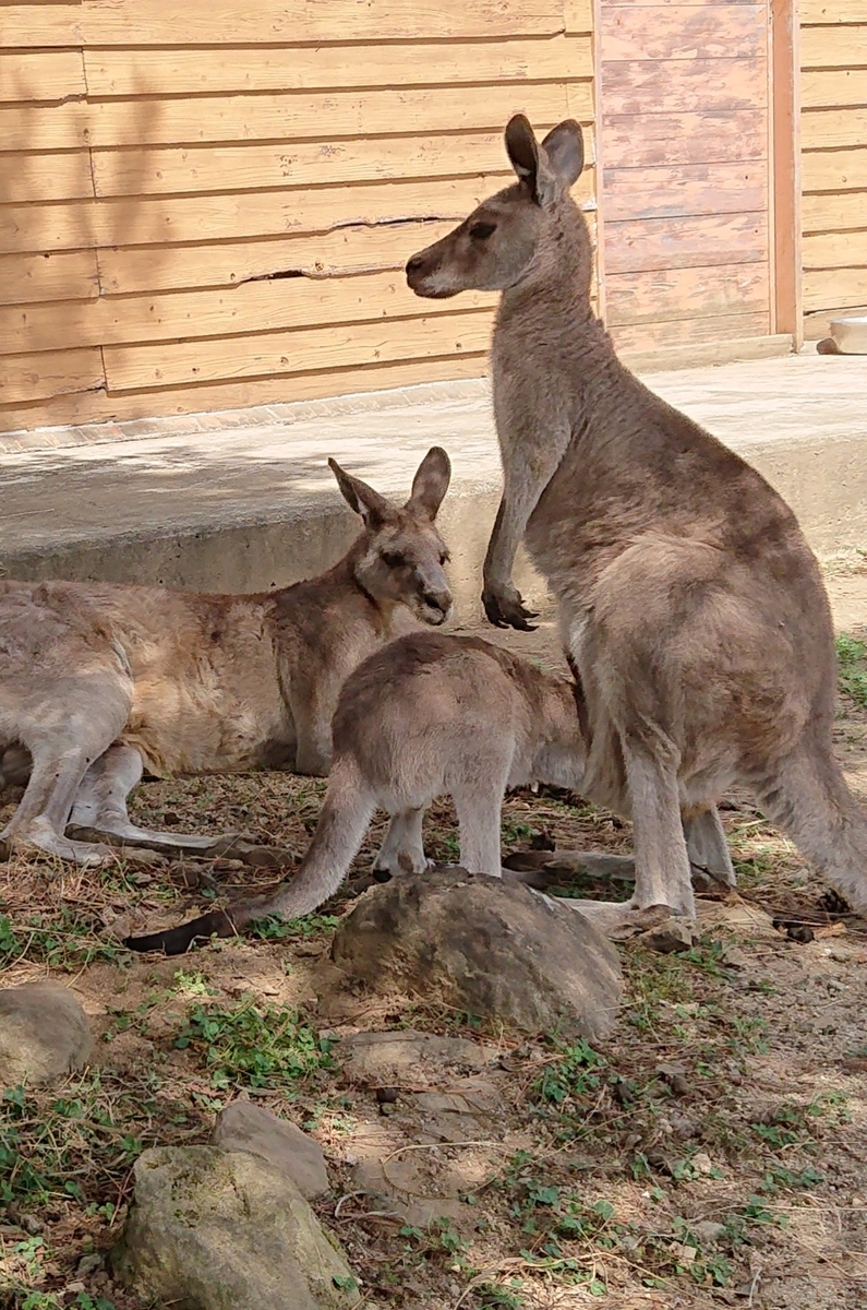 f:id:funaosarasa:20200904150555j:plain f:id:funaosarasa:20200904150555j:plain