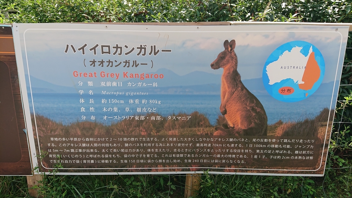 f:id:funaosarasa:20200904150738j:plain