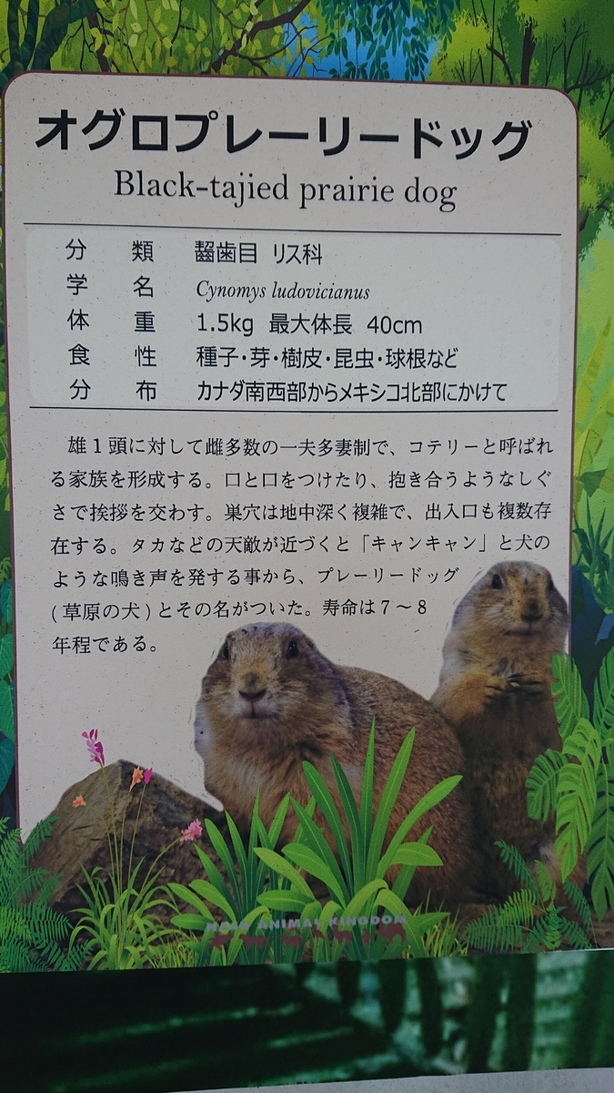 f:id:funaosarasa:20200906103725j:plain f:id:funaosarasa:20200906103725j:plain