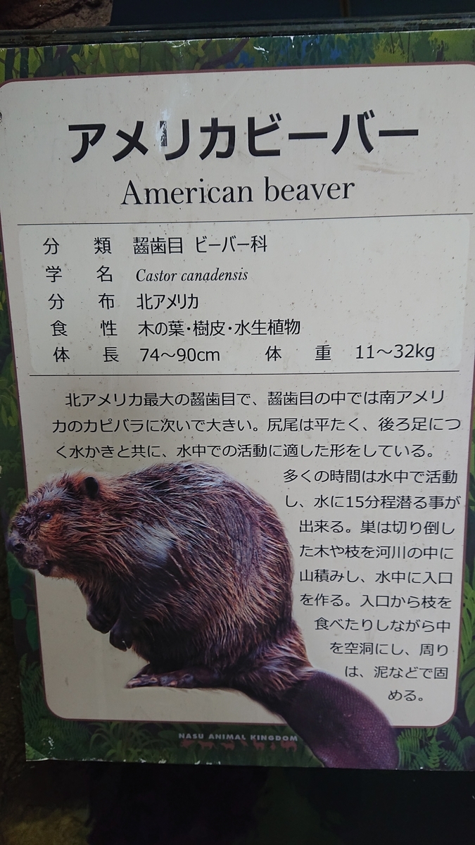 f:id:funaosarasa:20200906104121j:plain f:id:funaosarasa:20200906104121j:plain