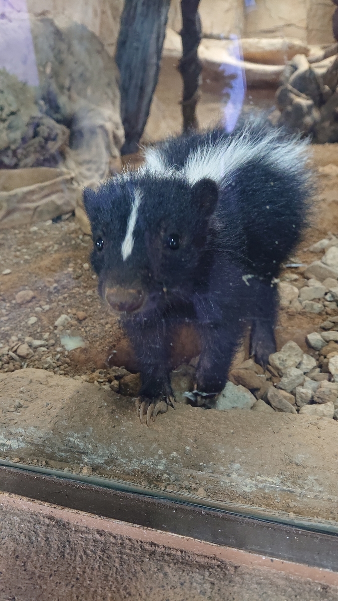 f:id:funaosarasa:20200906104234j:plain f:id:funaosarasa:20200906104234j:plain