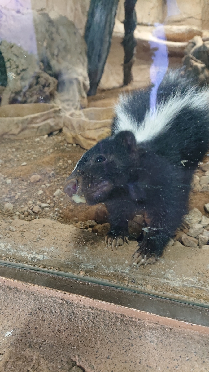 f:id:funaosarasa:20200906104406j:plain f:id:funaosarasa:20200906104406j:plain