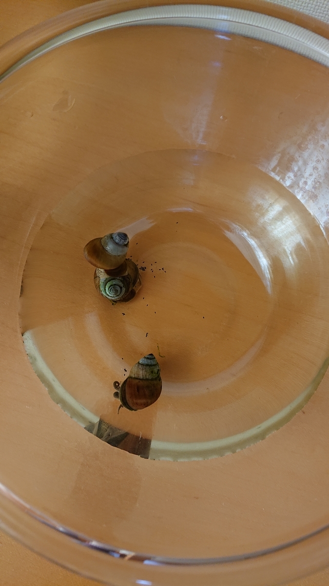 f:id:funaosarasa:20200908102300j:plain f:id:funaosarasa:20200908102300j:plain