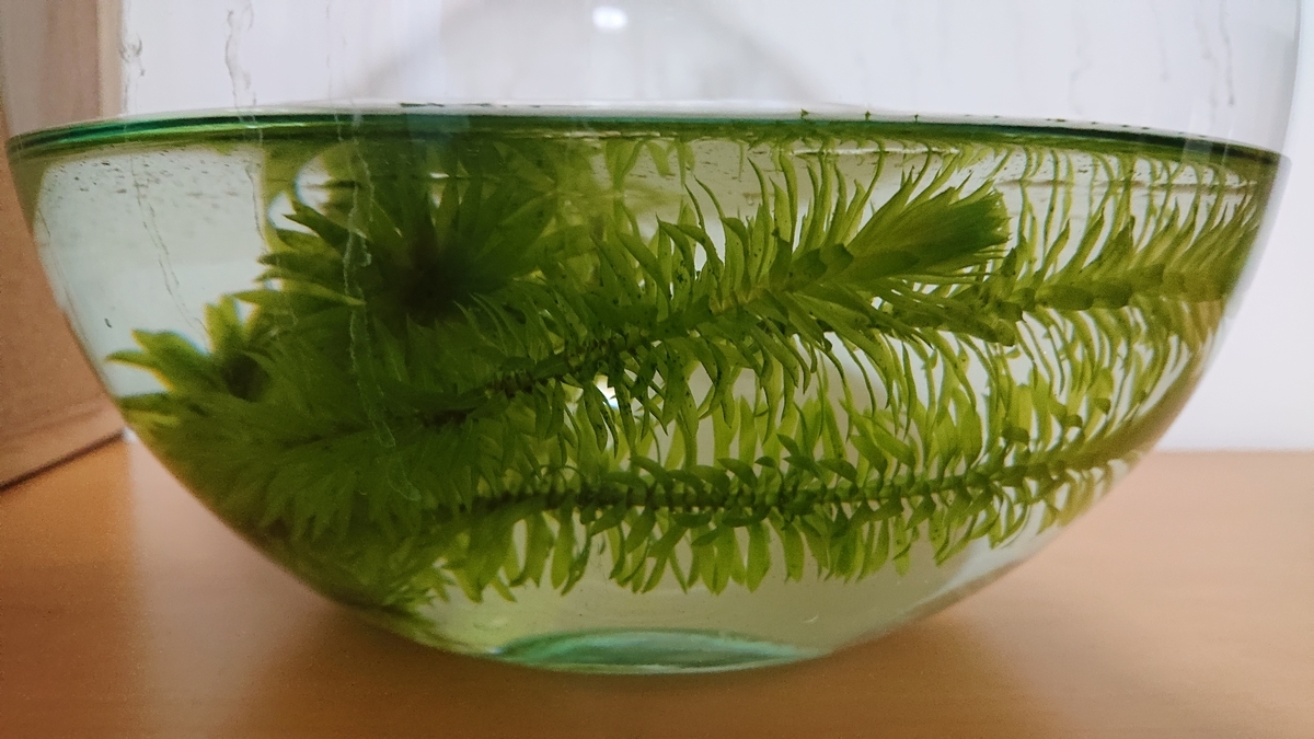 f:id:funaosarasa:20200908103601j:plain f:id:funaosarasa:20200908103601j:plain