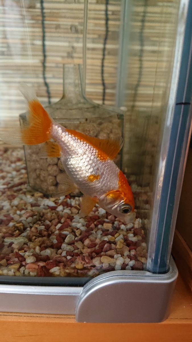 f:id:funaosarasa:20200911110827j:plain f:id:funaosarasa:20200911110827j:plain