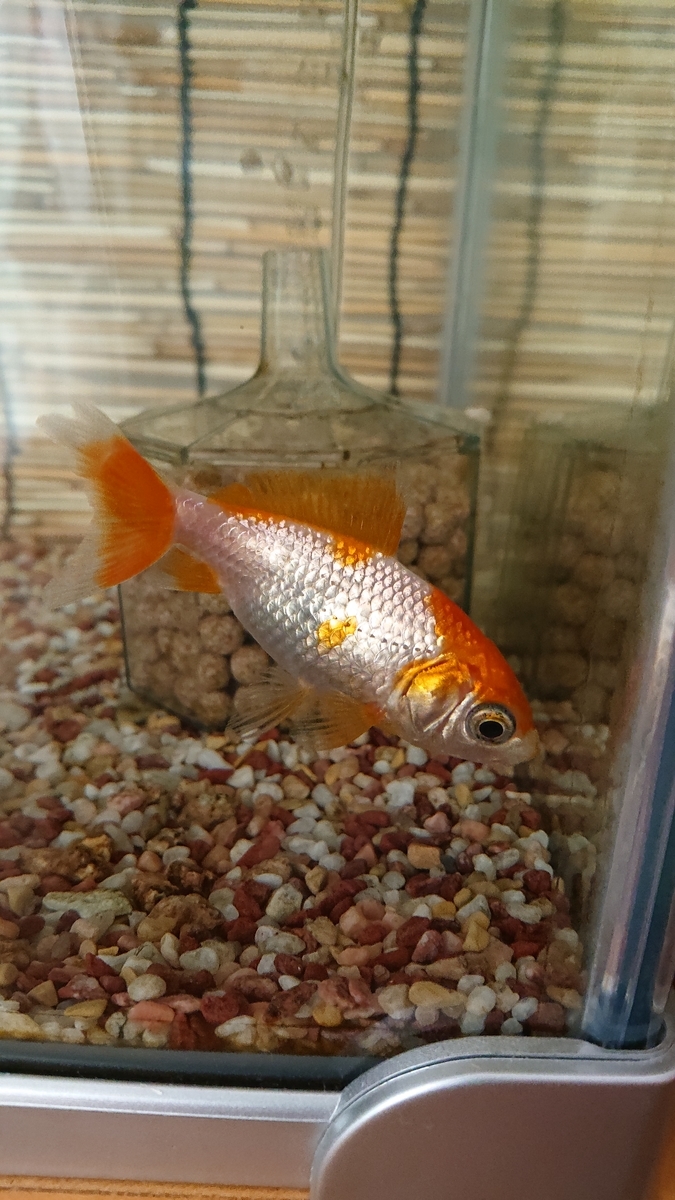 f:id:funaosarasa:20200911110957j:plain f:id:funaosarasa:20200911110957j:plain