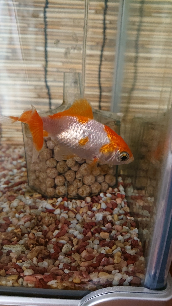 f:id:funaosarasa:20200911111330j:plain f:id:funaosarasa:20200911111330j:plain