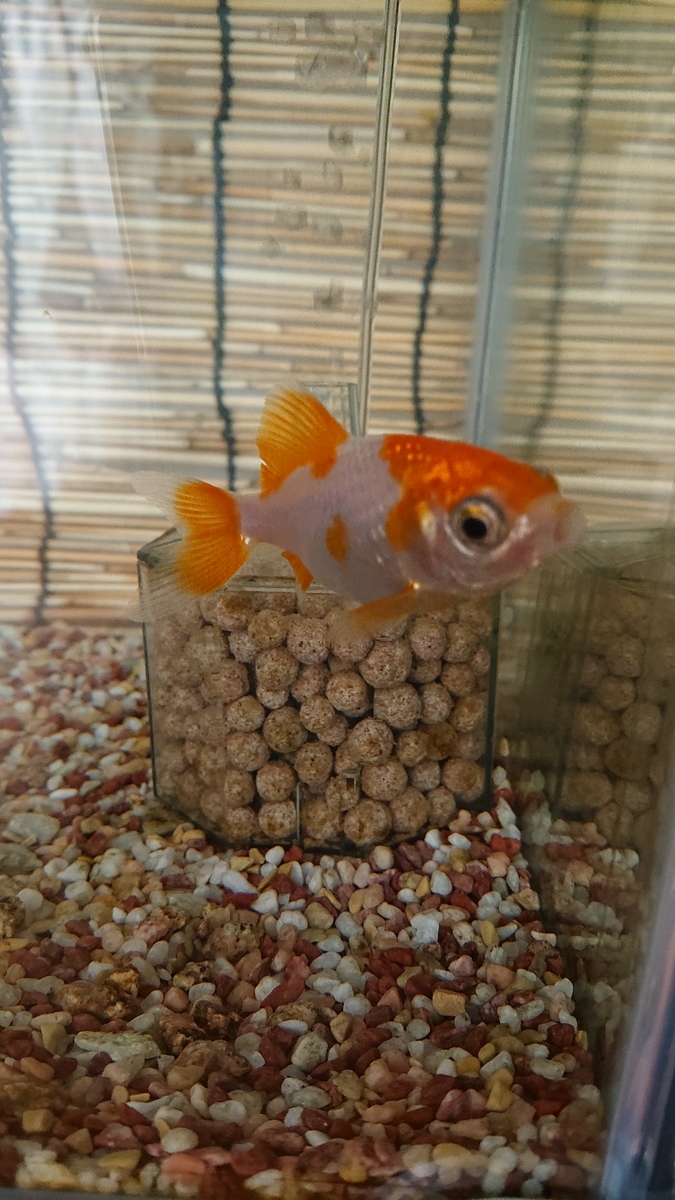 f:id:funaosarasa:20200911111422j:plain f:id:funaosarasa:20200911111422j:plain
