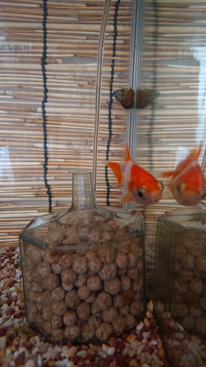 f:id:funaosarasa:20200911123855j:plain f:id:funaosarasa:20200911123855j:plain