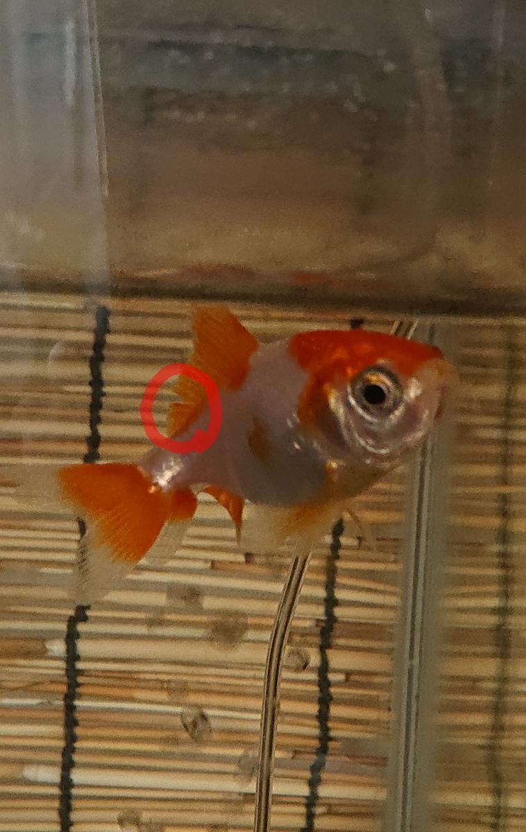 f:id:funaosarasa:20200911163600j:plain f:id:funaosarasa:20200911163600j:plain