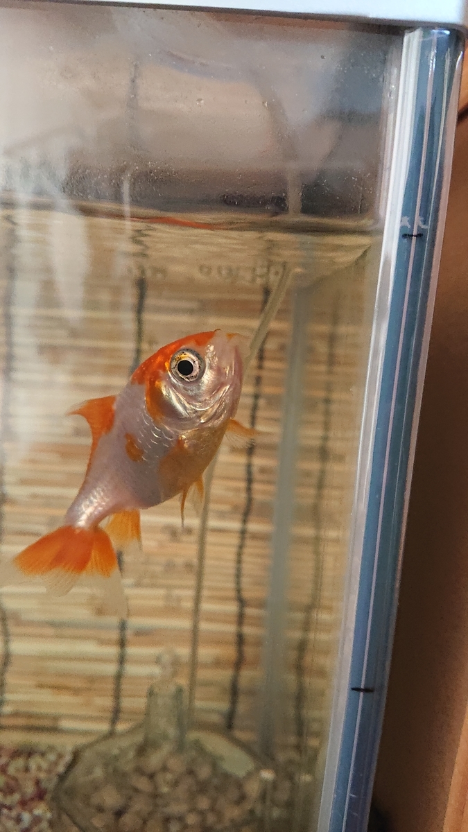 f:id:funaosarasa:20200911163814j:plain f:id:funaosarasa:20200911163814j:plain
