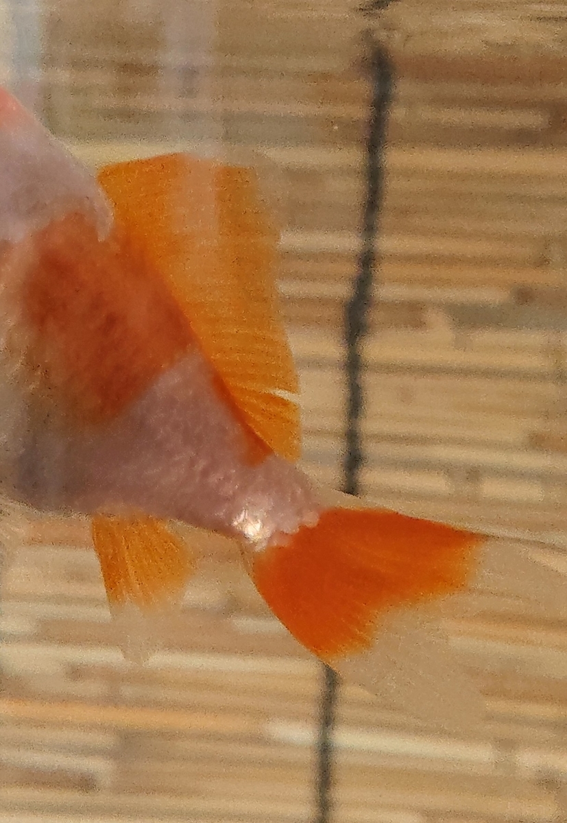 f:id:funaosarasa:20200911163850j:plain f:id:funaosarasa:20200911163850j:plain