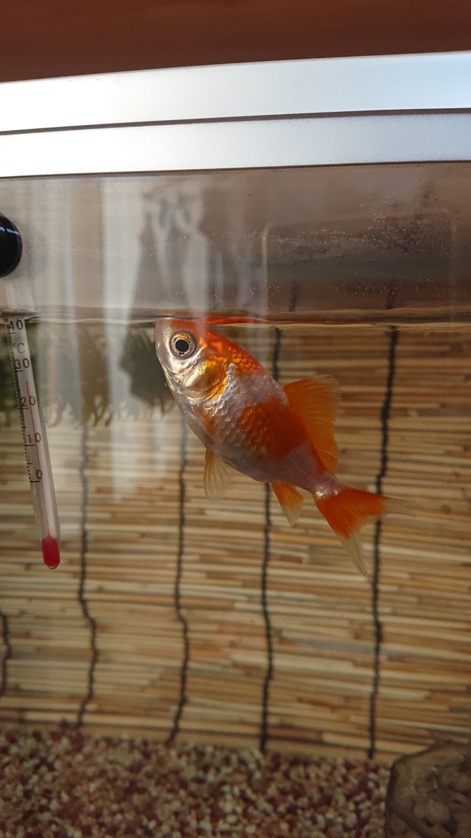 f:id:funaosarasa:20200911163935j:plain f:id:funaosarasa:20200911163935j:plain