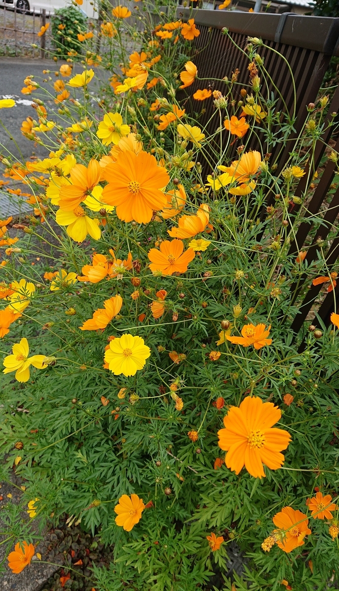 f:id:funaosarasa:20200913151852j:plain f:id:funaosarasa:20200913151852j:plain